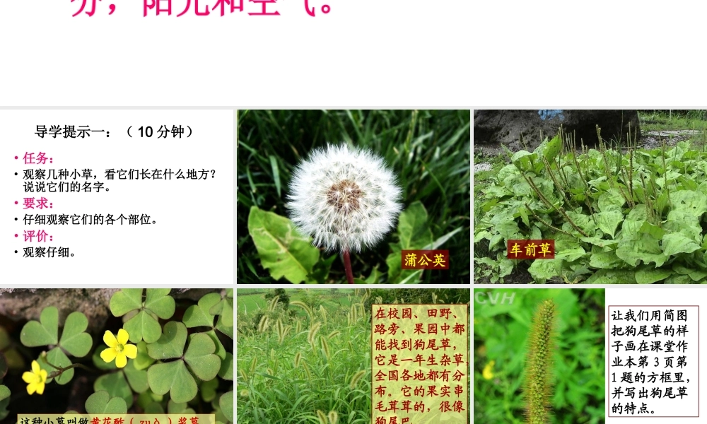 教科小学科学三上《1.3、大树和小草》PPT课件(15)【加微信公众号 jiaoxuewuyou 九折优惠 qq 1119139686】.ppt