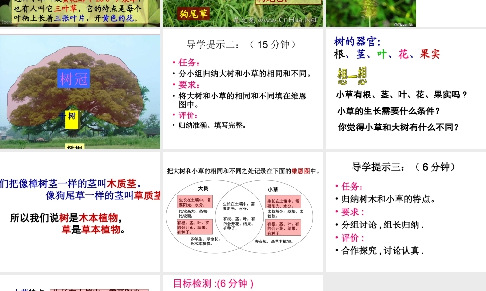 教科小学科学三上《1.3、大树和小草》PPT课件(15)【加微信公众号 jiaoxuewuyou 九折优惠 qq 1119139686】.ppt