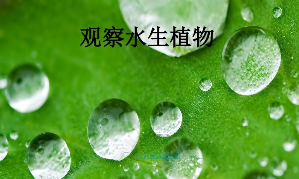 教科小学科学三上《1.4、观察水生植物》PPT课件(8)【加微信公众号 jiaoxuewuyou 九折优惠 qq 1119139686】.ppt