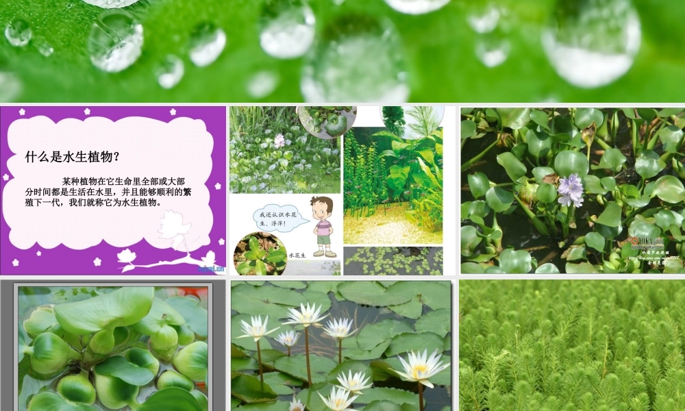 教科小学科学三上《1.4、观察水生植物》PPT课件(8)【加微信公众号 jiaoxuewuyou 九折优惠 qq 1119139686】.ppt