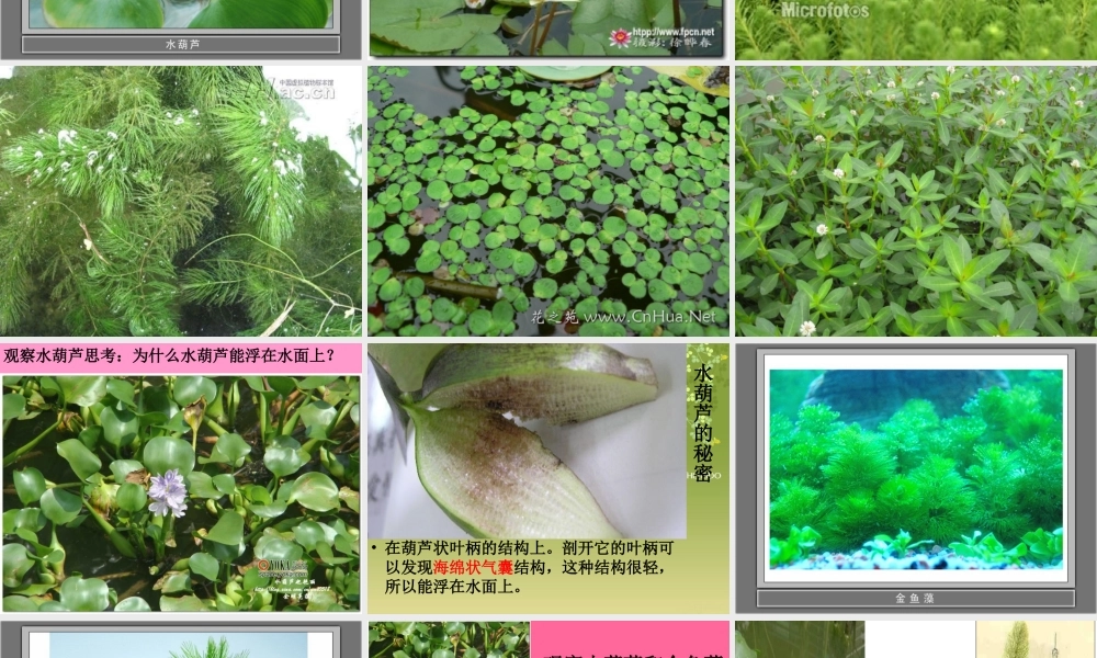 教科小学科学三上《1.4、观察水生植物》PPT课件(8)【加微信公众号 jiaoxuewuyou 九折优惠 qq 1119139686】.ppt