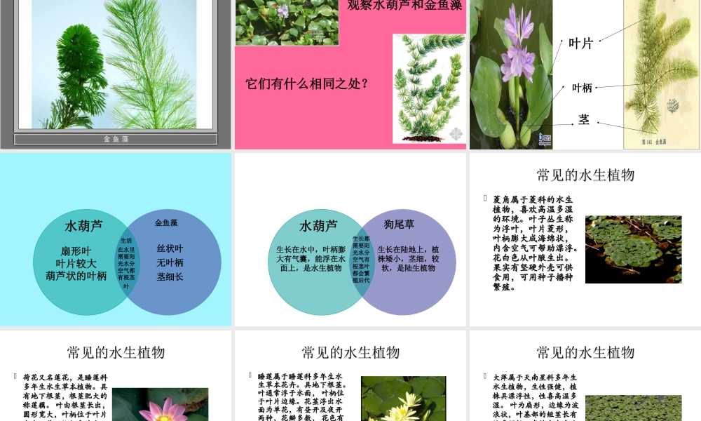 教科小学科学三上《1.4、观察水生植物》PPT课件(8)【加微信公众号 jiaoxuewuyou 九折优惠 qq 1119139686】.ppt