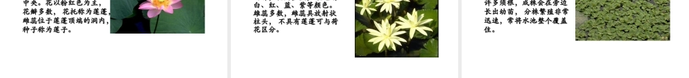 教科小学科学三上《1.4、观察水生植物》PPT课件(8)【加微信公众号 jiaoxuewuyou 九折优惠 qq 1119139686】.ppt