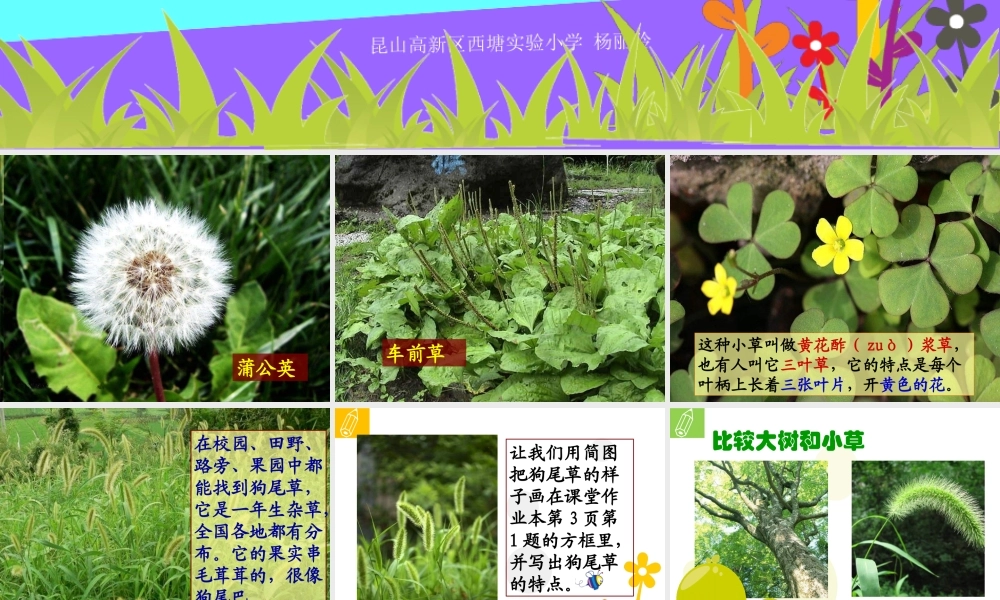 教科小学科学三上《1.3、大树和小草》PPT课件(16)【加微信公众号 jiaoxuewuyou 九折优惠 qq 1119139686】.ppt