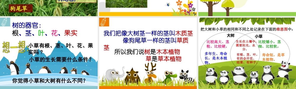 教科小学科学三上《1.3、大树和小草》PPT课件(16)【加微信公众号 jiaoxuewuyou 九折优惠 qq 1119139686】.ppt