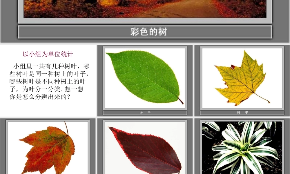 教科小学科学三上《1.5、植物的叶》PPT课件(9)【加微信公众号 jiaoxuewuyou 九折优惠 qq 1119139686】.ppt