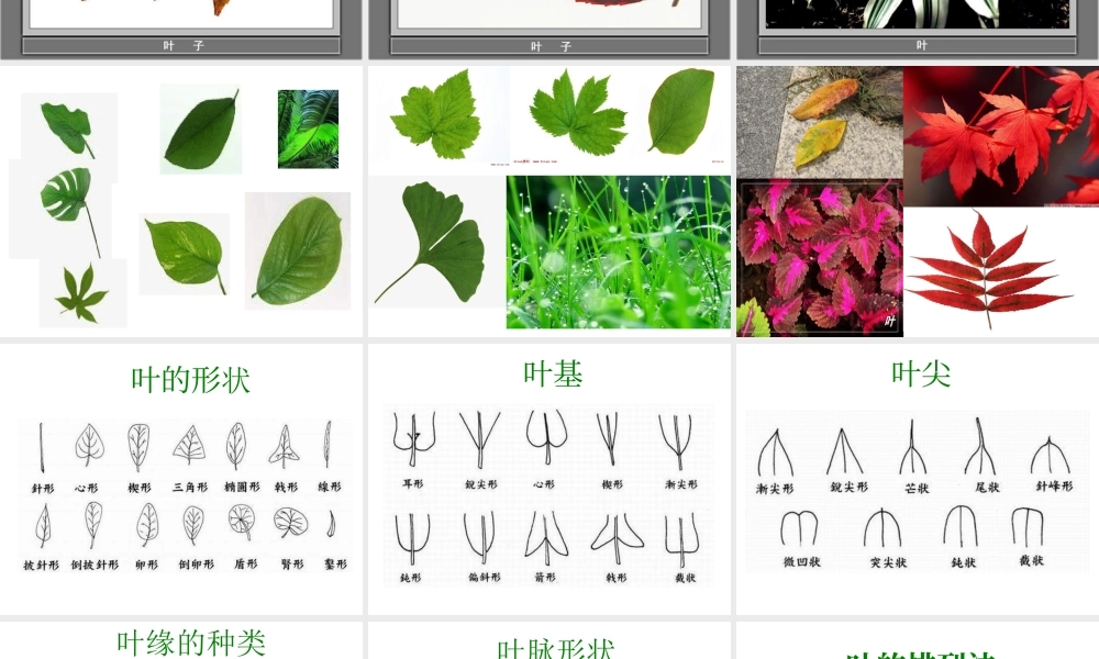 教科小学科学三上《1.5、植物的叶》PPT课件(9)【加微信公众号 jiaoxuewuyou 九折优惠 qq 1119139686】.ppt