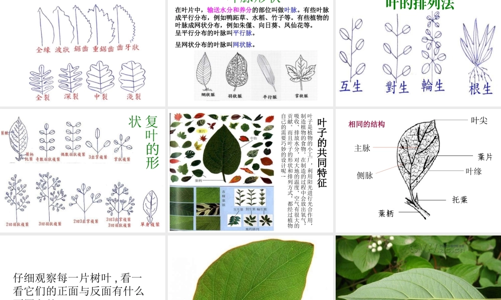 教科小学科学三上《1.5、植物的叶》PPT课件(9)【加微信公众号 jiaoxuewuyou 九折优惠 qq 1119139686】.ppt