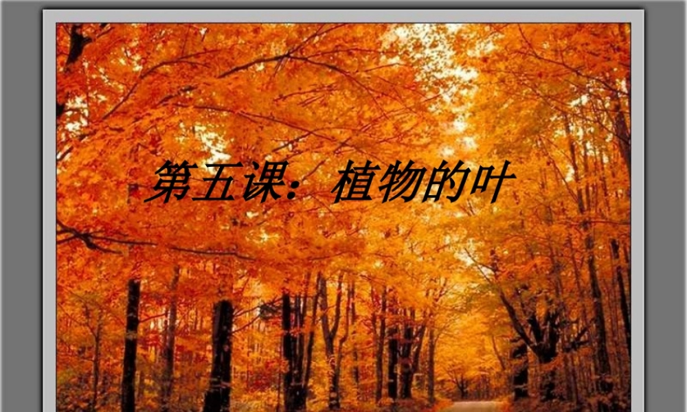 教科小学科学三上《1.5、植物的叶》PPT课件(2)【加微信公众号 jiaoxuewuyou 九折优惠 qq 1119139686】.ppt