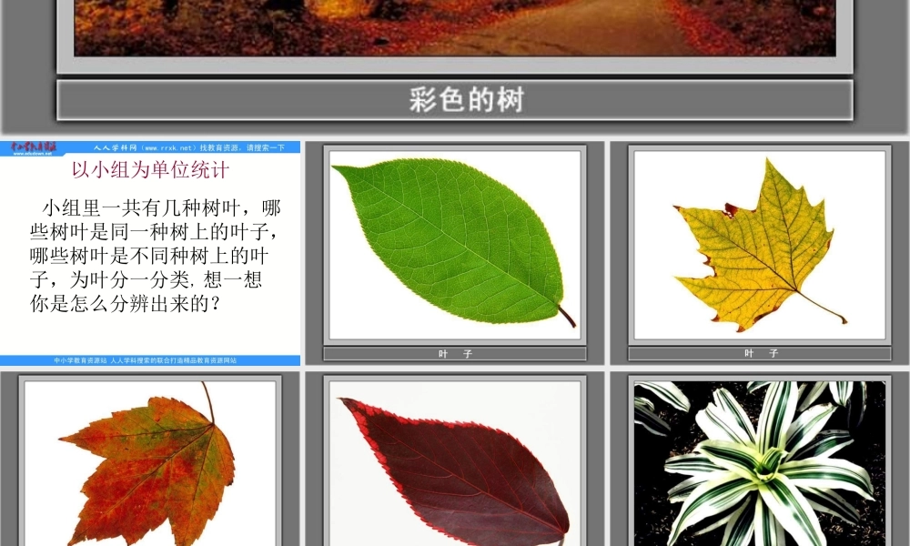 教科小学科学三上《1.5、植物的叶》PPT课件(2)【加微信公众号 jiaoxuewuyou 九折优惠 qq 1119139686】.ppt