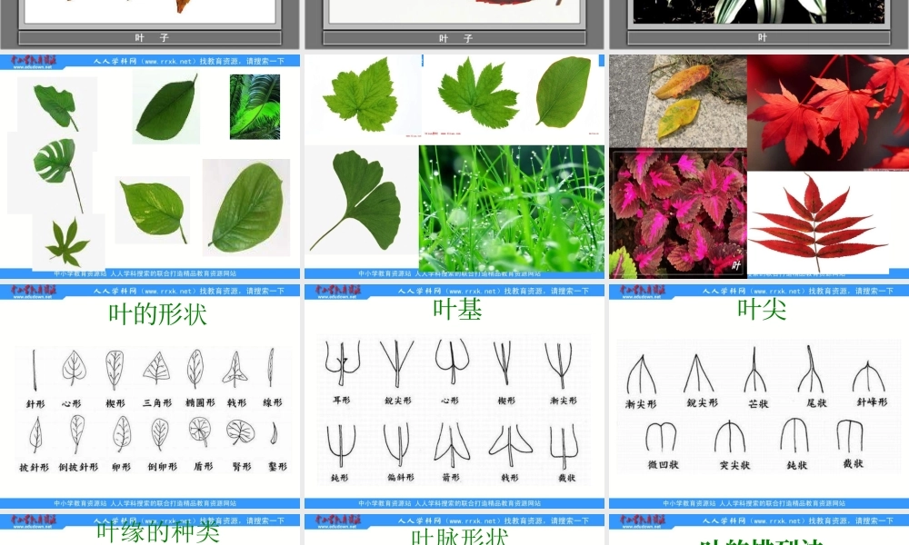 教科小学科学三上《1.5、植物的叶》PPT课件(2)【加微信公众号 jiaoxuewuyou 九折优惠 qq 1119139686】.ppt