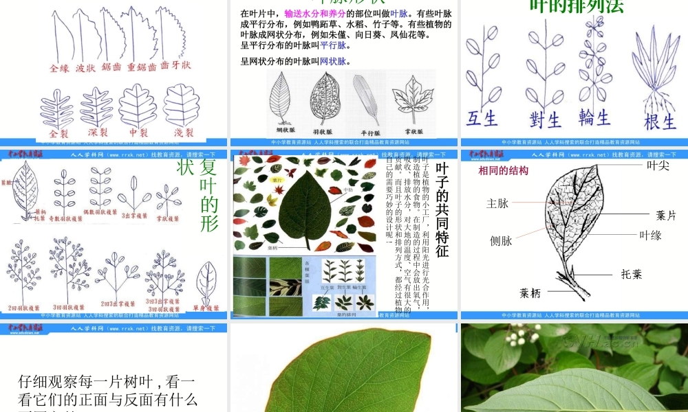 教科小学科学三上《1.5、植物的叶》PPT课件(2)【加微信公众号 jiaoxuewuyou 九折优惠 qq 1119139686】.ppt