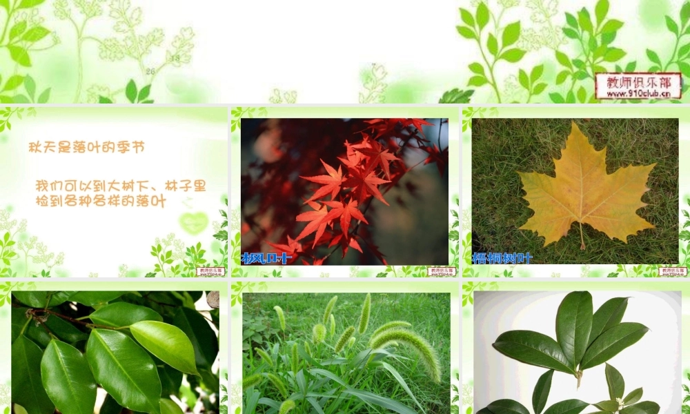 教科小学科学三上《1.5、植物的叶》PPT课件(12)【加微信公众号 jiaoxuewuyou 九折优惠 qq 1119139686】.ppt