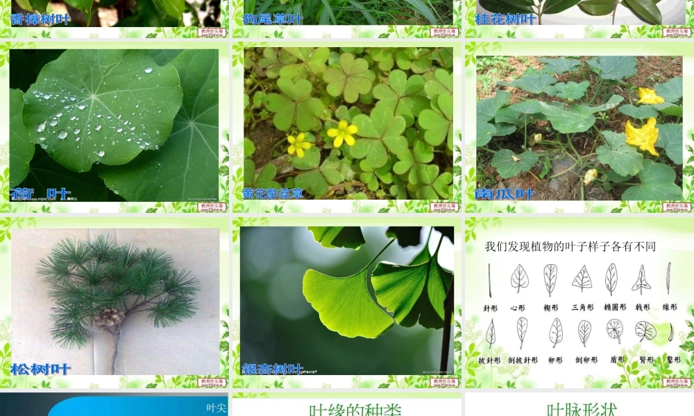 教科小学科学三上《1.5、植物的叶》PPT课件(12)【加微信公众号 jiaoxuewuyou 九折优惠 qq 1119139686】.ppt