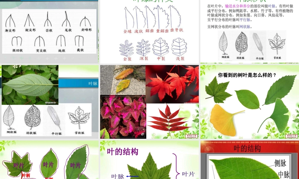 教科小学科学三上《1.5、植物的叶》PPT课件(12)【加微信公众号 jiaoxuewuyou 九折优惠 qq 1119139686】.ppt