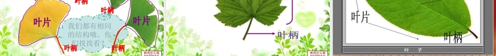 教科小学科学三上《1.5、植物的叶》PPT课件(12)【加微信公众号 jiaoxuewuyou 九折优惠 qq 1119139686】.ppt