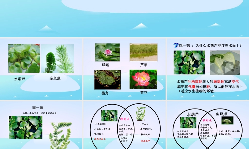教科小学科学三上《1.4、观察水生植物》PPT课件(3)【加微信公众号 jiaoxuewuyou 九折优惠 qq 1119139686】.ppt