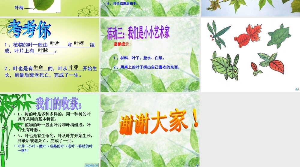 教科小学科学三上《1.5、植物的叶》PPT课件(3)【加微信公众号 jiaoxuewuyou 九折优惠 qq 1119139686】.ppt