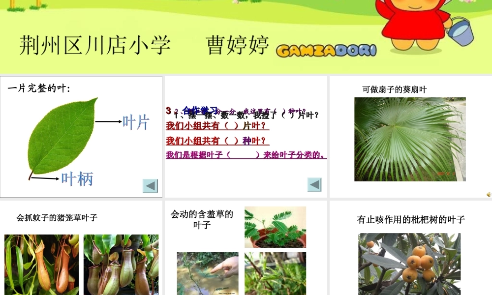 教科小学科学三上《1.5、植物的叶》PPT课件(10)【加微信公众号 jiaoxuewuyou 九折优惠 qq 1119139686】.ppt