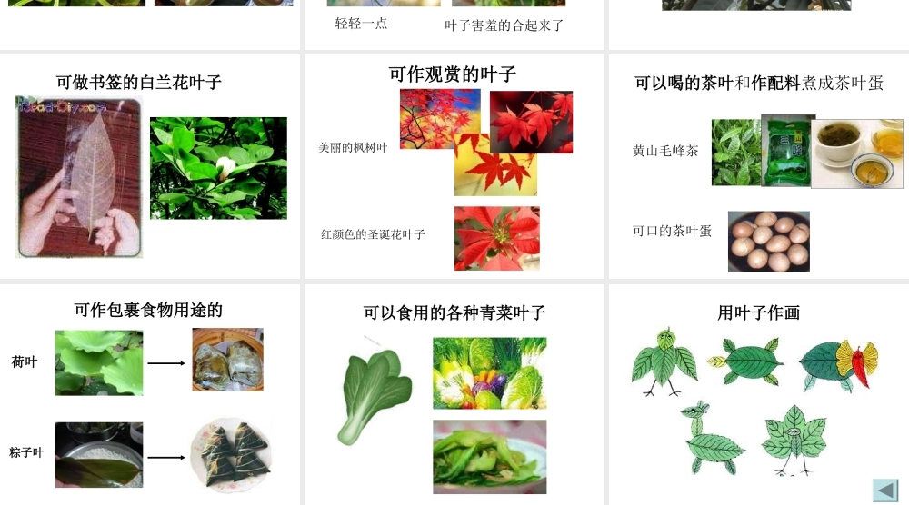 教科小学科学三上《1.5、植物的叶》PPT课件(10)【加微信公众号 jiaoxuewuyou 九折优惠 qq 1119139686】.ppt