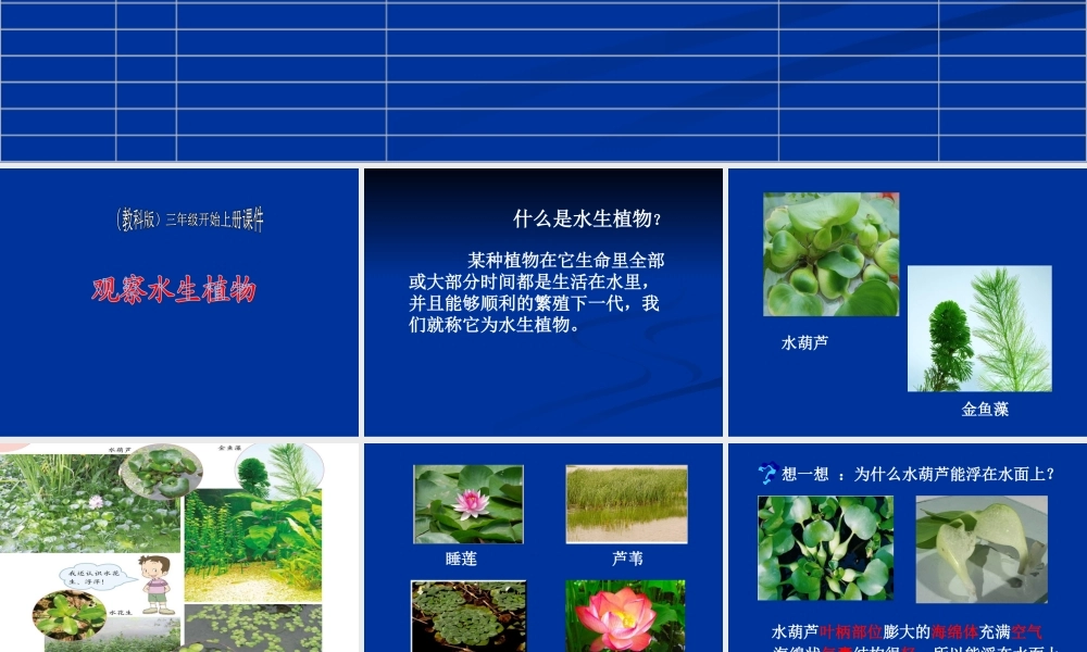 教科小学科学三上《1.4、观察水生植物》PPT课件(5)【加微信公众号 jiaoxuewuyou 九折优惠 qq 1119139686】.ppt