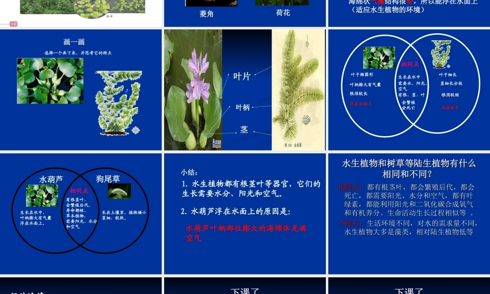 教科小学科学三上《1.4、观察水生植物》PPT课件(5)【加微信公众号 jiaoxuewuyou 九折优惠 qq 1119139686】.ppt