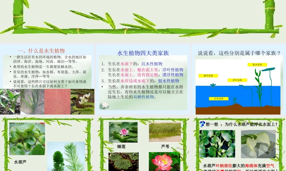 教科小学科学三上《1.4、观察水生植物》PPT课件(7)【加微信公众号 jiaoxuewuyou 九折优惠 qq 1119139686】.ppt
