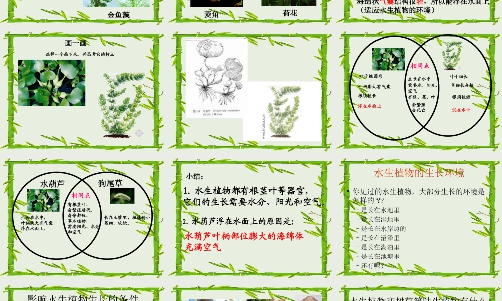 教科小学科学三上《1.4、观察水生植物》PPT课件(7)【加微信公众号 jiaoxuewuyou 九折优惠 qq 1119139686】.ppt