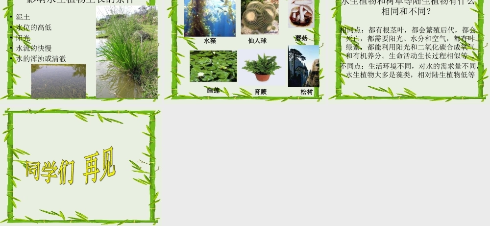 教科小学科学三上《1.4、观察水生植物》PPT课件(7)【加微信公众号 jiaoxuewuyou 九折优惠 qq 1119139686】.ppt