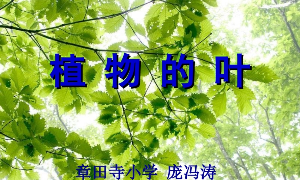 教科小学科学三上《1.5、植物的叶》PPT课件(5)【加微信公众号 jiaoxuewuyou 九折优惠 qq 1119139686】.ppt
