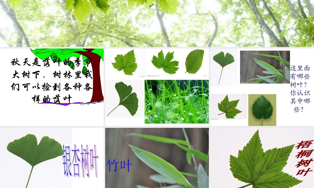 教科小学科学三上《1.5、植物的叶》PPT课件(5)【加微信公众号 jiaoxuewuyou 九折优惠 qq 1119139686】.ppt