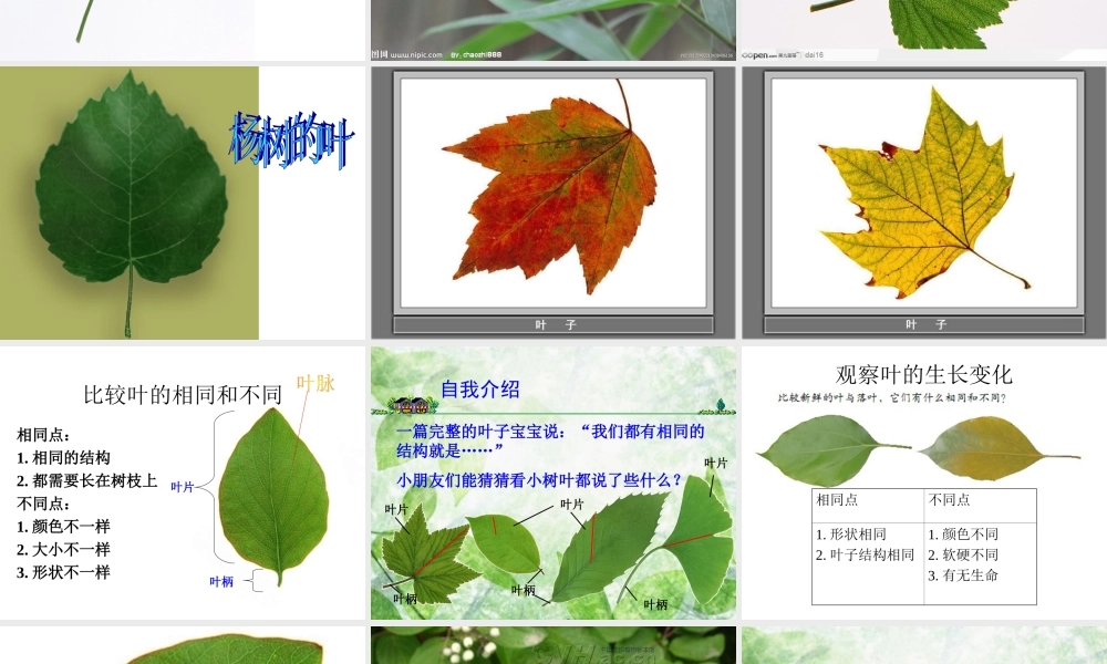 教科小学科学三上《1.5、植物的叶》PPT课件(5)【加微信公众号 jiaoxuewuyou 九折优惠 qq 1119139686】.ppt