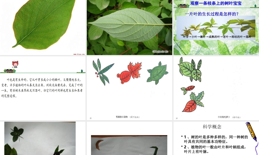 教科小学科学三上《1.5、植物的叶》PPT课件(5)【加微信公众号 jiaoxuewuyou 九折优惠 qq 1119139686】.ppt