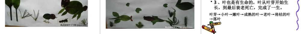 教科小学科学三上《1.5、植物的叶》PPT课件(5)【加微信公众号 jiaoxuewuyou 九折优惠 qq 1119139686】.ppt