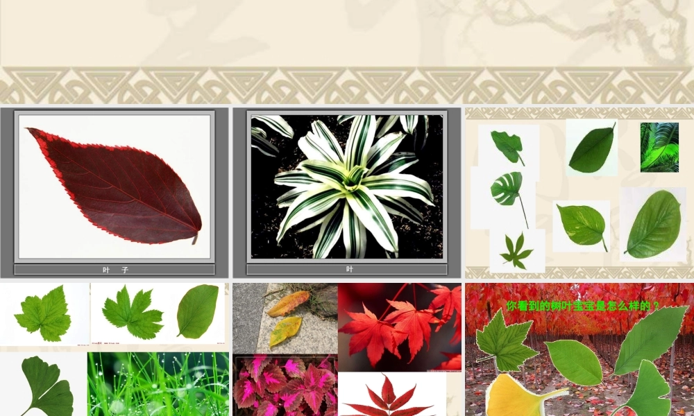 教科小学科学三上《1.5、植物的叶》PPT课件(7)【加微信公众号 jiaoxuewuyou 九折优惠 qq 1119139686】.ppt