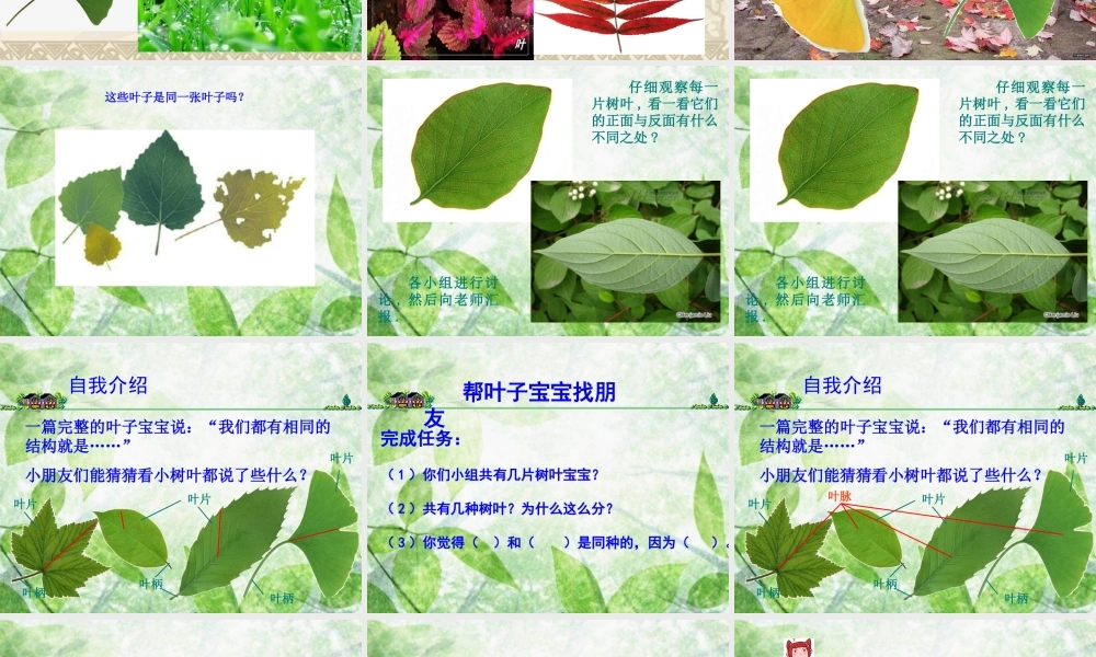 教科小学科学三上《1.5、植物的叶》PPT课件(7)【加微信公众号 jiaoxuewuyou 九折优惠 qq 1119139686】.ppt