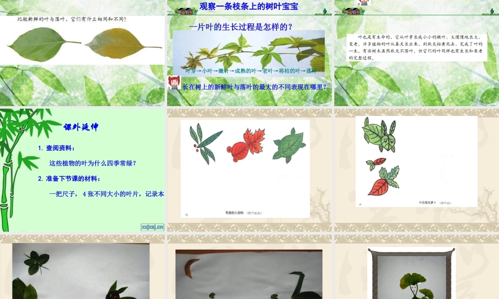 教科小学科学三上《1.5、植物的叶》PPT课件(7)【加微信公众号 jiaoxuewuyou 九折优惠 qq 1119139686】.ppt