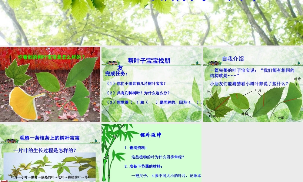 教科小学科学三上《1.5、植物的叶》PPT课件(4)【加微信公众号 jiaoxuewuyou 九折优惠 qq 1119139686】.ppt