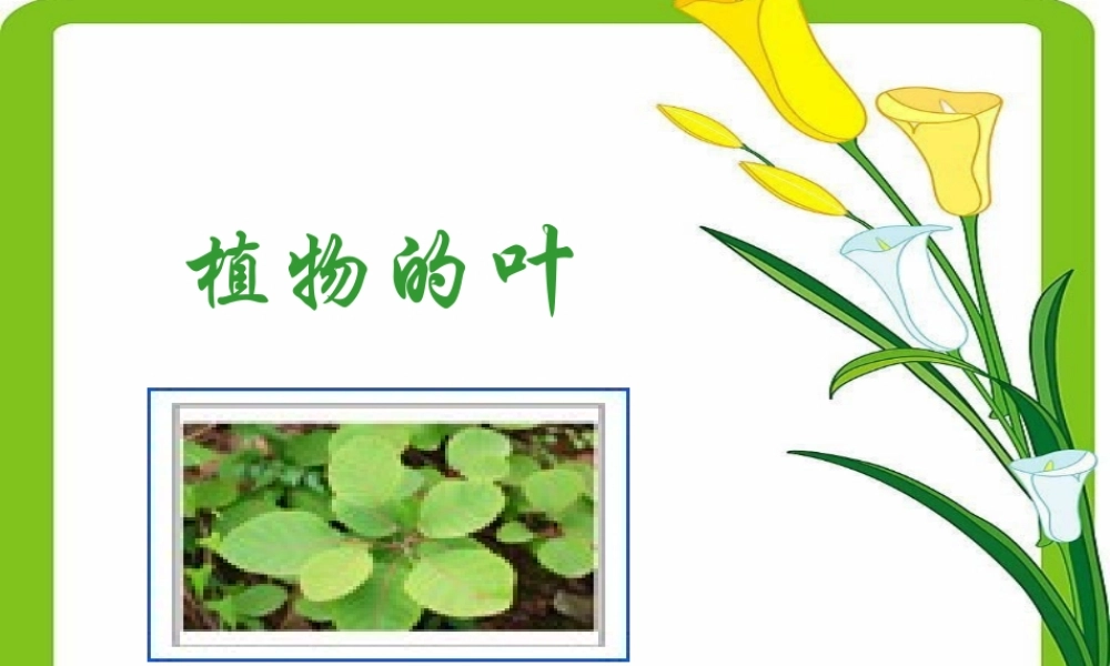 教科小学科学三上《1.5、植物的叶》PPT课件(11)【加微信公众号 jiaoxuewuyou 九折优惠 qq 1119139686】.ppt