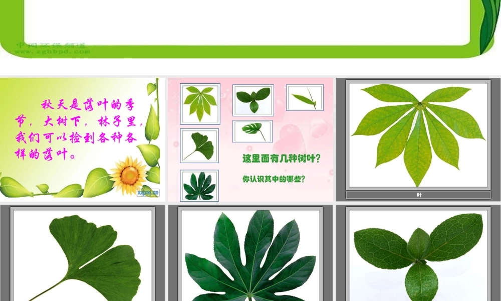 教科小学科学三上《1.5、植物的叶》PPT课件(11)【加微信公众号 jiaoxuewuyou 九折优惠 qq 1119139686】.ppt