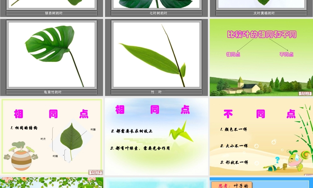 教科小学科学三上《1.5、植物的叶》PPT课件(11)【加微信公众号 jiaoxuewuyou 九折优惠 qq 1119139686】.ppt