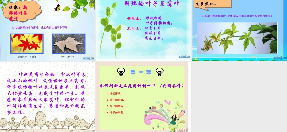教科小学科学三上《1.5、植物的叶》PPT课件(11)【加微信公众号 jiaoxuewuyou 九折优惠 qq 1119139686】.ppt