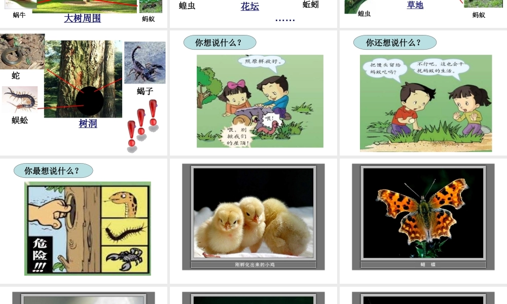 教科小学科学三上《2.1、寻访小动物》PPT课件(9)【加微信公众号 jiaoxuewuyou 九折优惠 qq 1119139686】.ppt