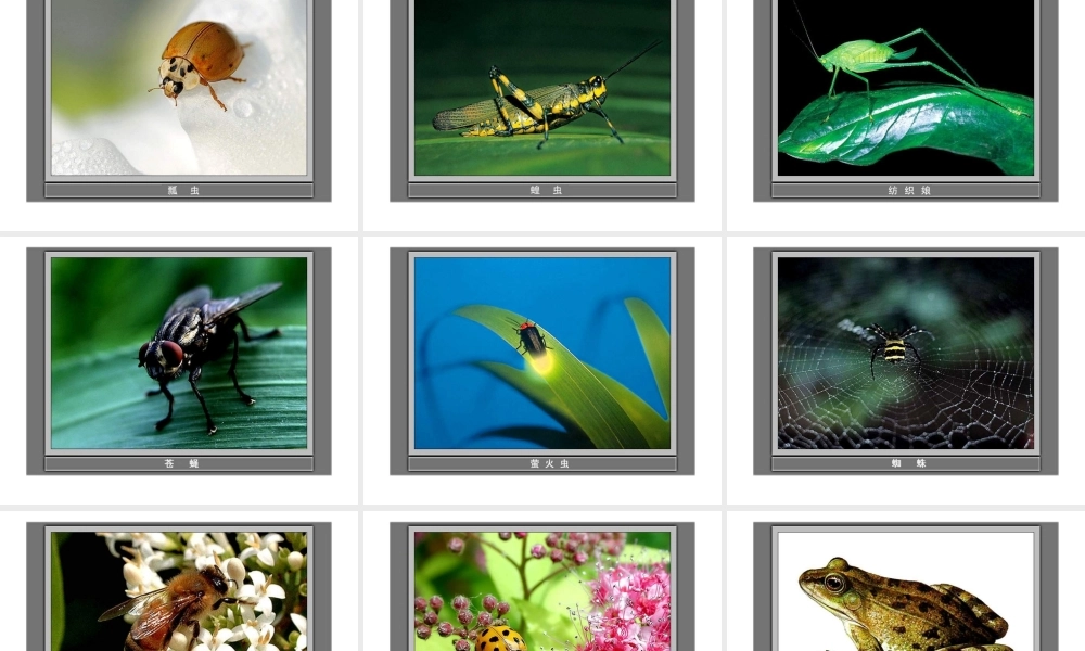 教科小学科学三上《2.1、寻访小动物》PPT课件(9)【加微信公众号 jiaoxuewuyou 九折优惠 qq 1119139686】.ppt