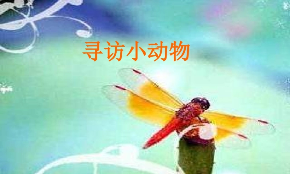 教科小学科学三上《2.1、寻访小动物》PPT课件(2)【加微信公众号 jiaoxuewuyou 九折优惠 qq 1119139686】.ppt