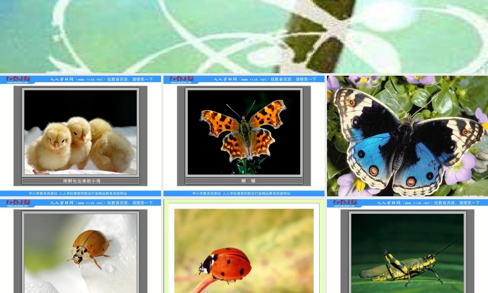 教科小学科学三上《2.1、寻访小动物》PPT课件(2)【加微信公众号 jiaoxuewuyou 九折优惠 qq 1119139686】.ppt