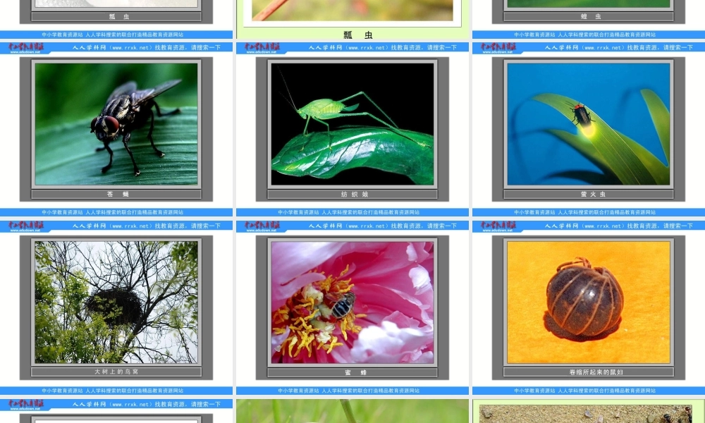 教科小学科学三上《2.1、寻访小动物》PPT课件(2)【加微信公众号 jiaoxuewuyou 九折优惠 qq 1119139686】.ppt