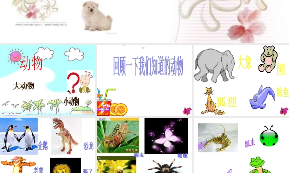 教科小学科学三上《2.1、寻访小动物》PPT课件(12)【加微信公众号 jiaoxuewuyou 九折优惠 qq 1119139686】.ppt