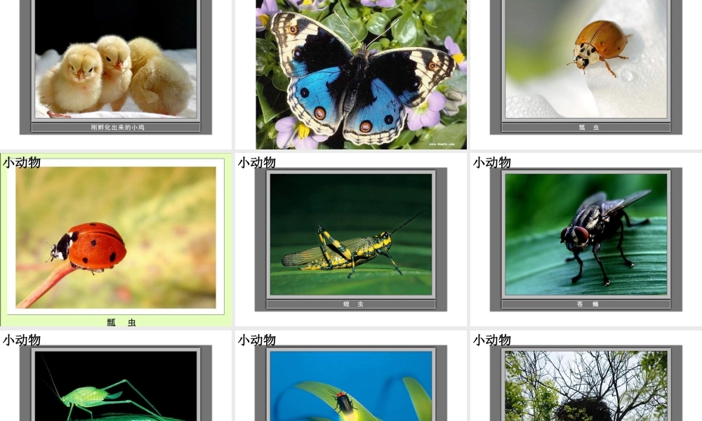 教科小学科学三上《2.1、寻访小动物》PPT课件(12)【加微信公众号 jiaoxuewuyou 九折优惠 qq 1119139686】.ppt