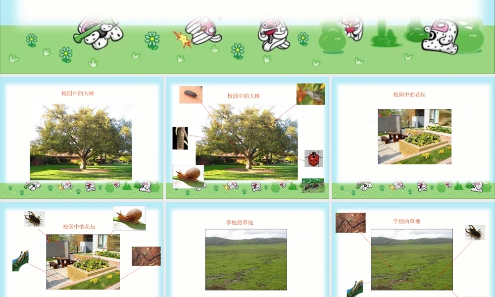 教科小学科学三上《2.1、寻访小动物》PPT课件(4)【加微信公众号 jiaoxuewuyou 九折优惠 qq 1119139686】.ppt